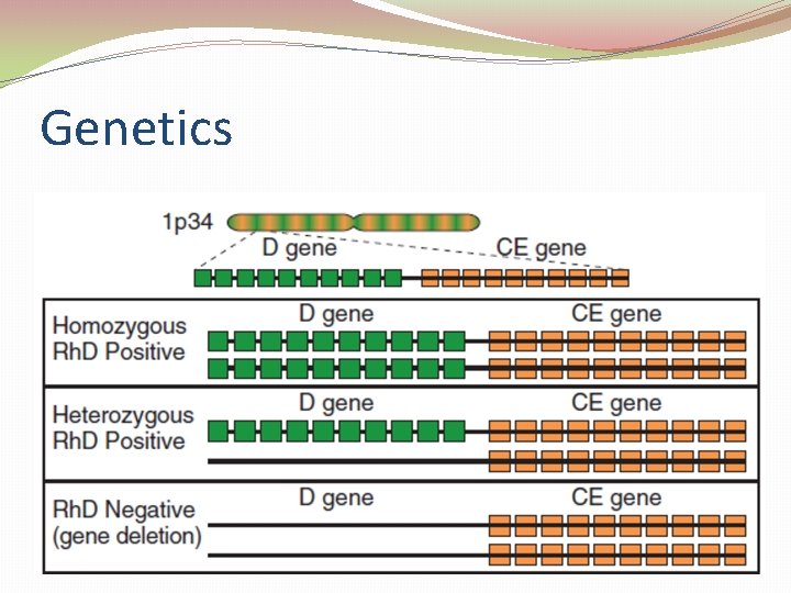 Genetics 