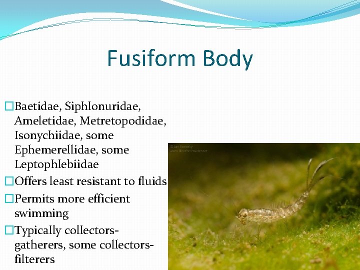 Fusiform Body �Baetidae, Siphlonuridae, Ameletidae, Metretopodidae, Isonychiidae, some Ephemerellidae, some Leptophlebiidae �Offers least resistant
