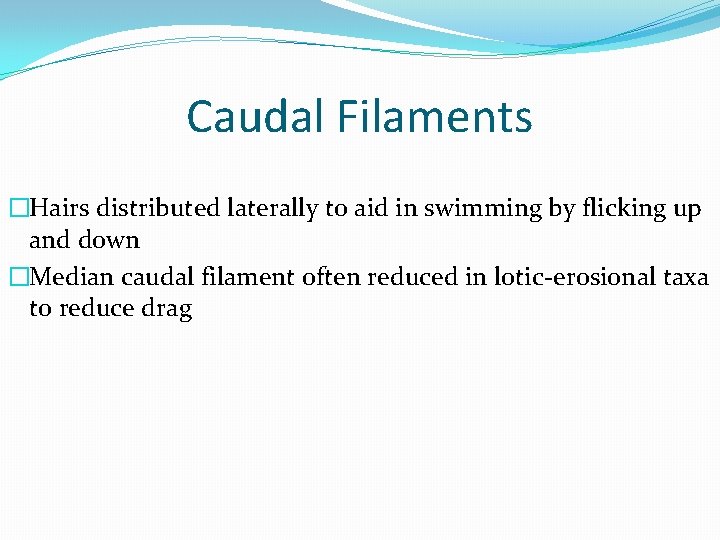 Caudal Filaments �Hairs distributed laterally to aid in swimming by flicking up and down