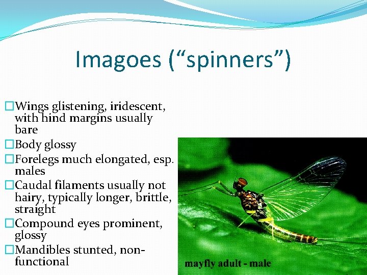 Imagoes (“spinners”) �Wings glistening, iridescent, with hind margins usually bare �Body glossy �Forelegs much