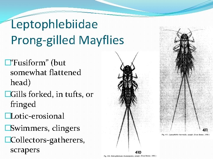 Leptophlebiidae Prong-gilled Mayflies �“Fusiform” (but somewhat flattened head) �Gills forked, in tufts, or fringed