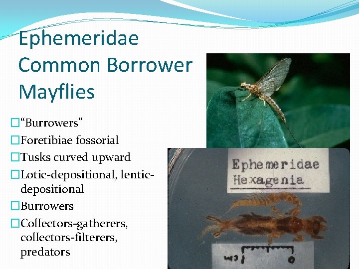 Ephemeridae Common Borrower Mayflies �“Burrowers” �Foretibiae fossorial �Tusks curved upward �Lotic-depositional, lenticdepositional �Burrowers �Collectors-gatherers,