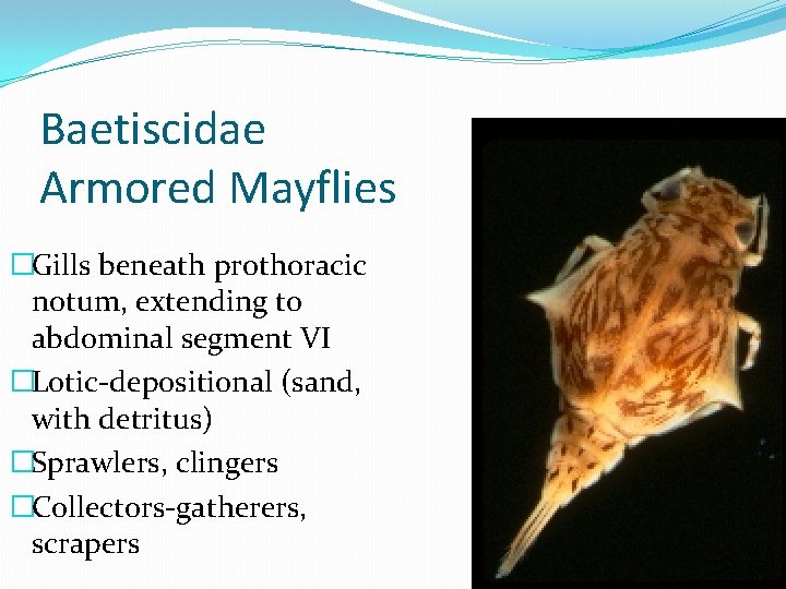 Baetiscidae Armored Mayflies �Gills beneath prothoracic notum, extending to abdominal segment VI �Lotic-depositional (sand,