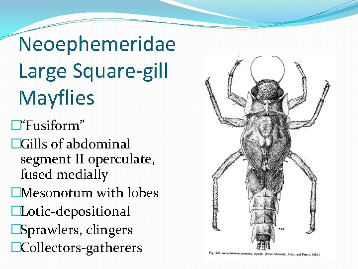 Neoephemeridae Large Square-gill Mayflies �“Fusiform” �Gills of abdominal segment II operculate, fused medially �Mesonotum