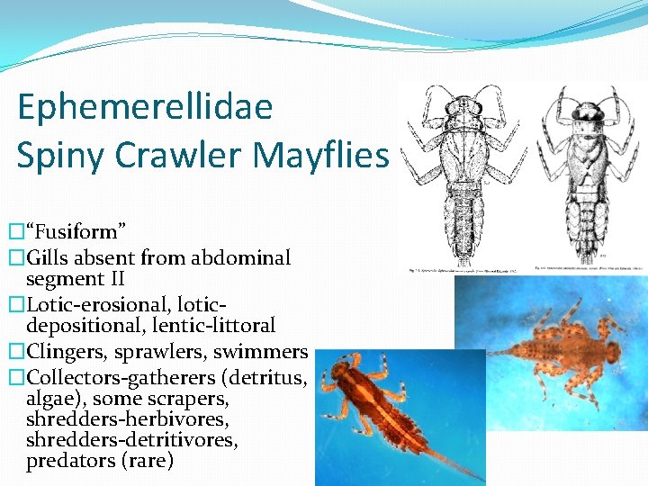 Ephemerellidae Spiny Crawler Mayflies �“Fusiform” �Gills absent from abdominal segment II �Lotic-erosional, loticdepositional, lentic-littoral