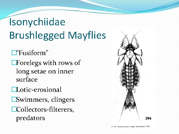 Isonychiidae Brushlegged Mayflies �“Fusiform” �Forelegs with rows of long setae on inner surface �Lotic-erosional