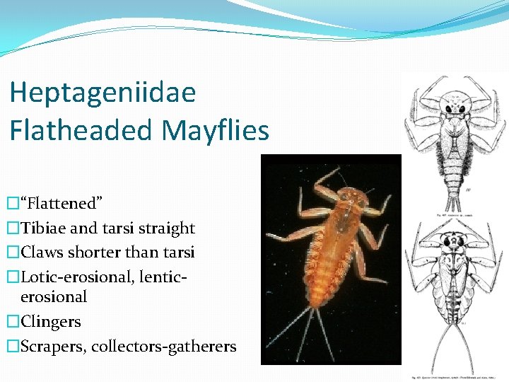 Heptageniidae Flatheaded Mayflies �“Flattened” �Tibiae and tarsi straight �Claws shorter than tarsi �Lotic-erosional, lenticerosional