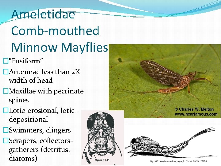 Ameletidae Comb-mouthed Minnow Mayflies �“Fusiform” �Antennae less than 2 X width of head �Maxillae