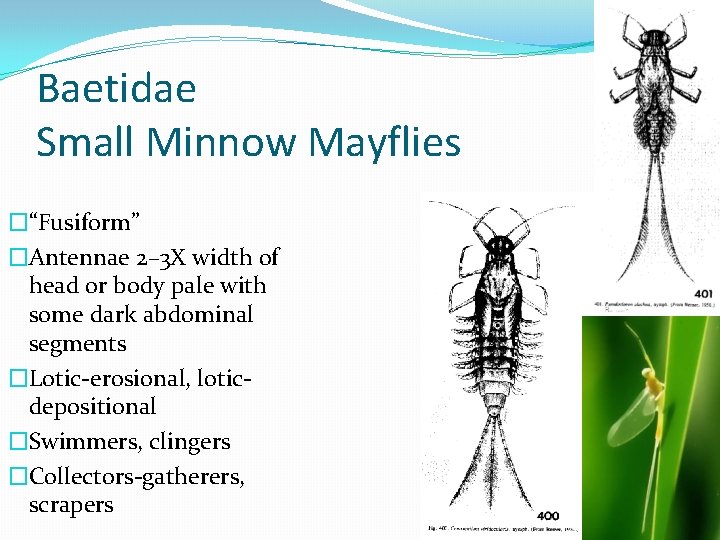 Baetidae Small Minnow Mayflies �“Fusiform” �Antennae 2– 3 X width of head or body