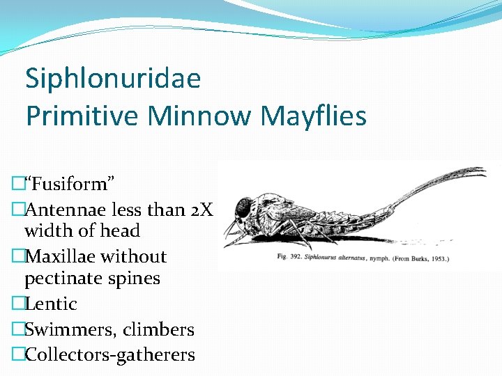 Siphlonuridae Primitive Minnow Mayflies �“Fusiform” �Antennae less than 2 X width of head �Maxillae