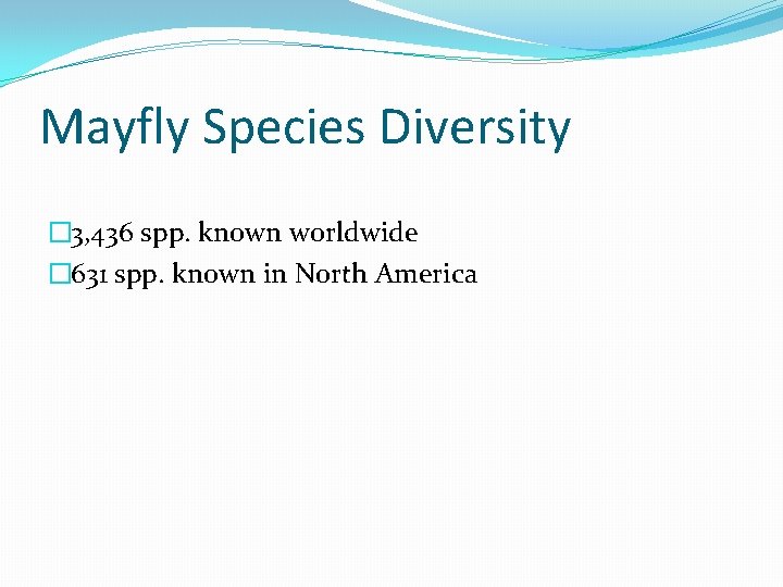 Mayfly Species Diversity � 3, 436 spp. known worldwide � 631 spp. known in