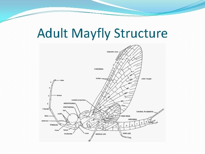 Adult Mayfly Structure 