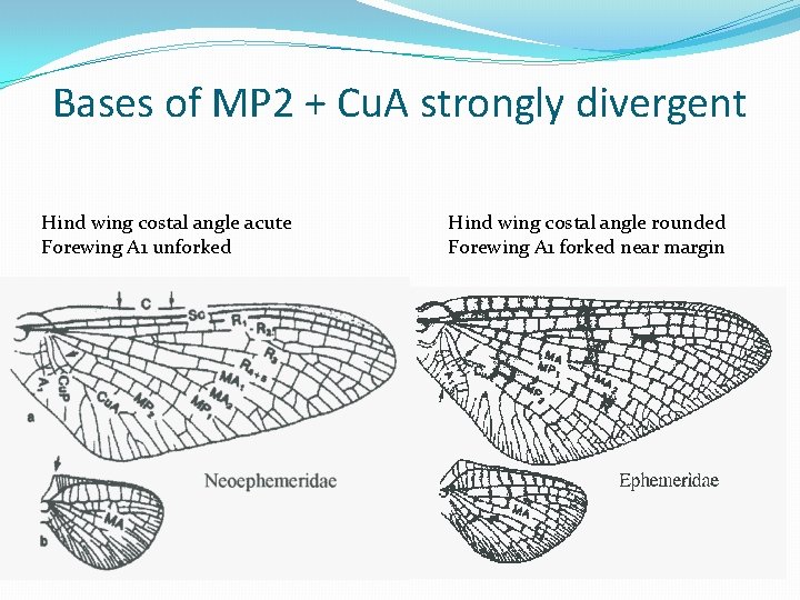 Bases of MP 2 + Cu. A strongly divergent Hind wing costal angle acute