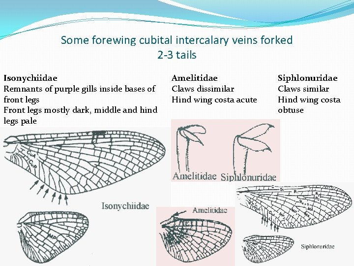 Some forewing cubital intercalary veins forked 2 -3 tails Isonychiidae Remnants of purple gills