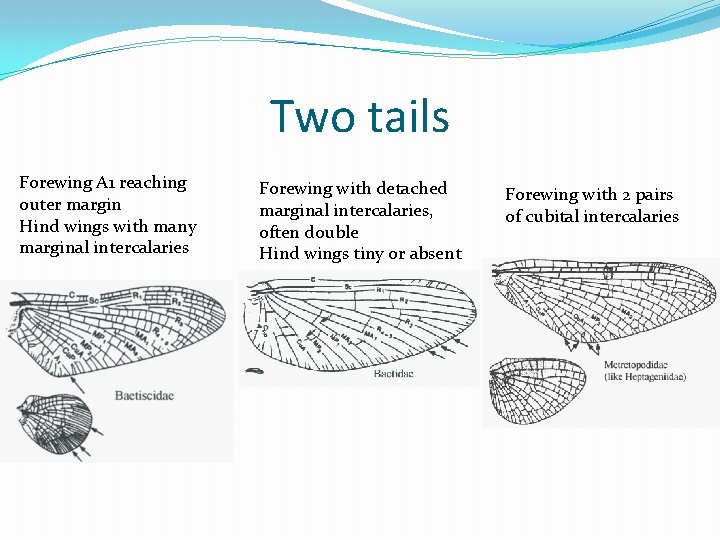 Two tails Forewing A 1 reaching outer margin Hind wings with many marginal intercalaries
