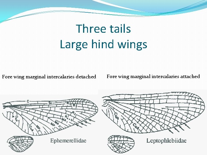 Three tails Large hind wings Fore wing marginal intercalaries detached Fore wing marginal intercalaries