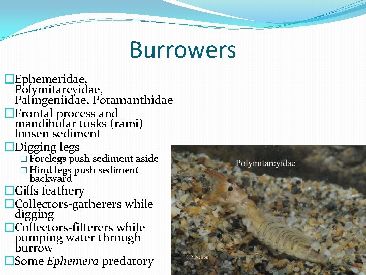 Burrowers �Ephemeridae, Polymitarcyidae, Palingeniidae, Potamanthidae �Frontal process and mandibular tusks (rami) loosen sediment �Digging