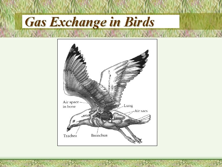 Gas Exchange in Birds 