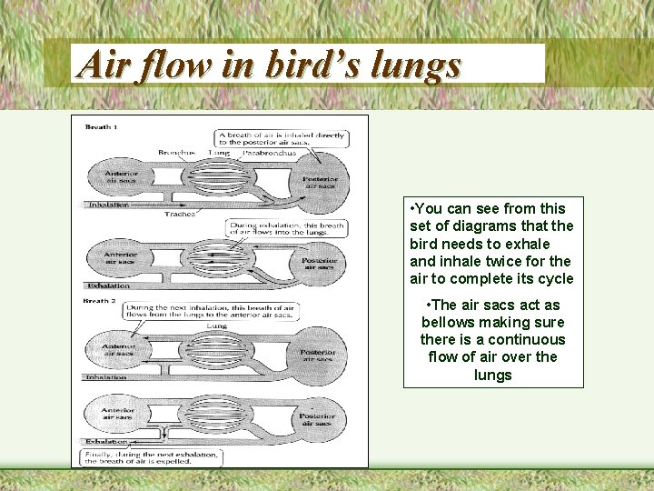 Air flow in bird’s lungs • You can see from this set of diagrams