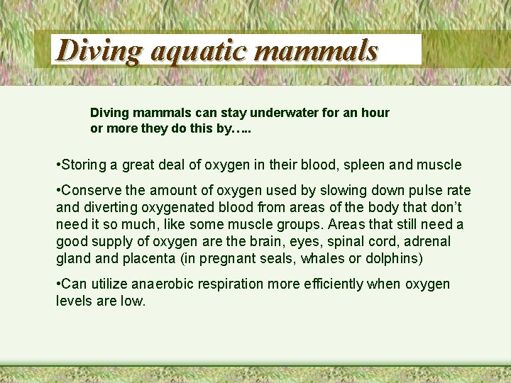 Diving aquatic mammals Diving mammals can stay underwater for an hour or more they