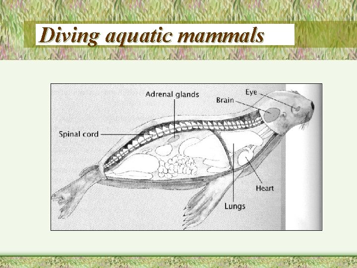 Diving aquatic mammals 