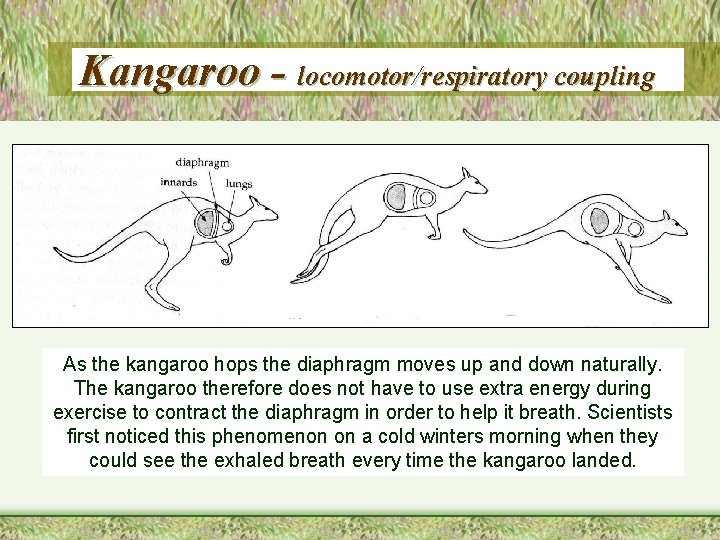 Kangaroo - locomotor/respiratory coupling As the kangaroo hops the diaphragm moves up and down