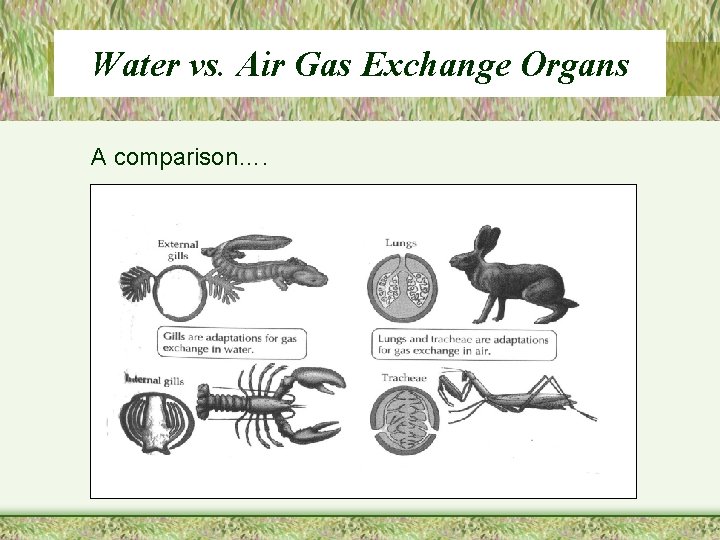 Water vs. Air Gas Exchange Organs A comparison…. 