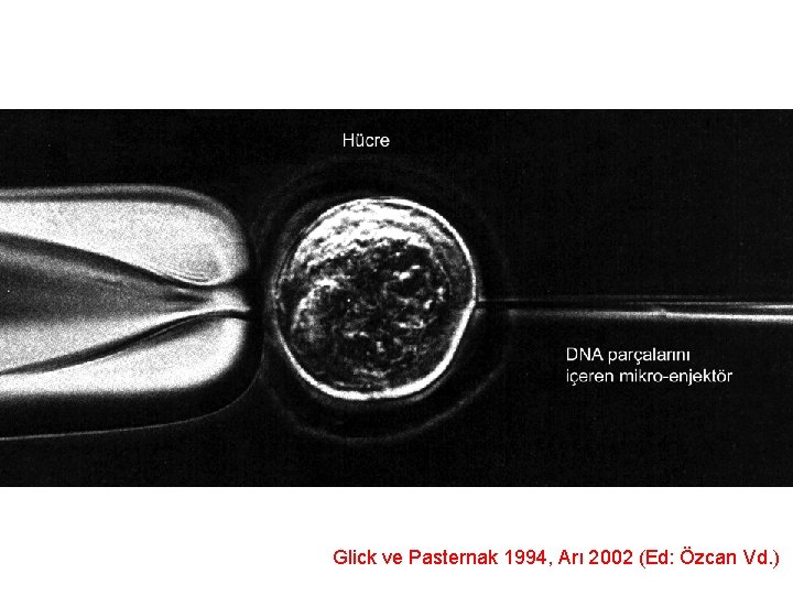 Glick ve Pasternak 1994, Arı 2002 (Ed: Özcan Vd. ) 