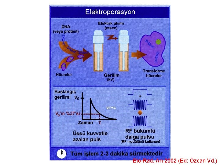 Bio-Rad, Arı 2002 (Ed: Özcan Vd. ) 