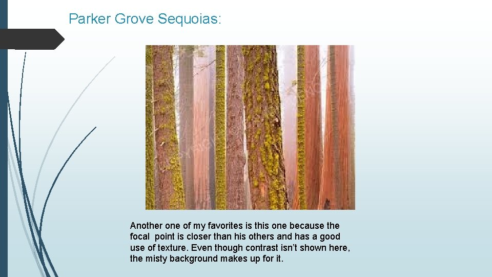 Parker Grove Sequoias: Another one of my favorites is this one because the focal