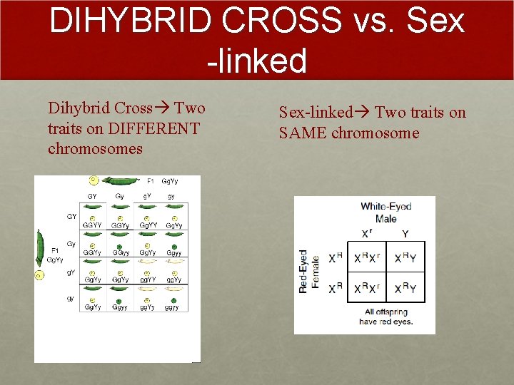 DIHYBRID CROSS vs. Sex -linked Dihybrid Cross Two traits on DIFFERENT chromosomes Sex-linked Two DIHYBRID CROSS vs. Sex -linked Dihybrid Cross Two traits on DIFFERENT chromosomes Sex-linked Two