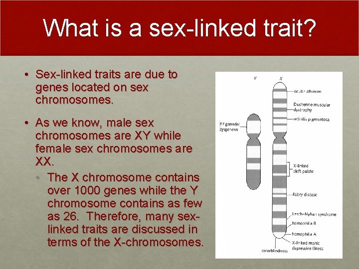 What is a sex-linked trait? • Sex-linked traits are due to genes located on What is a sex-linked trait? • Sex-linked traits are due to genes located on