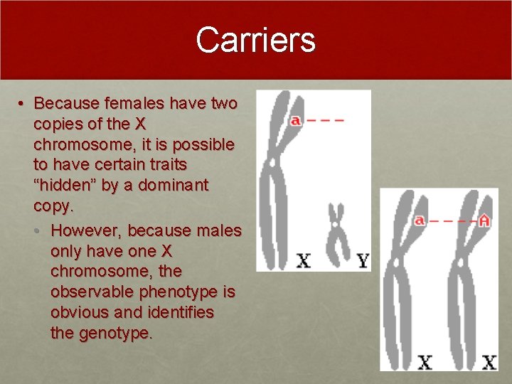 Carriers • Because females have two copies of the X chromosome, it is possible Carriers • Because females have two copies of the X chromosome, it is possible