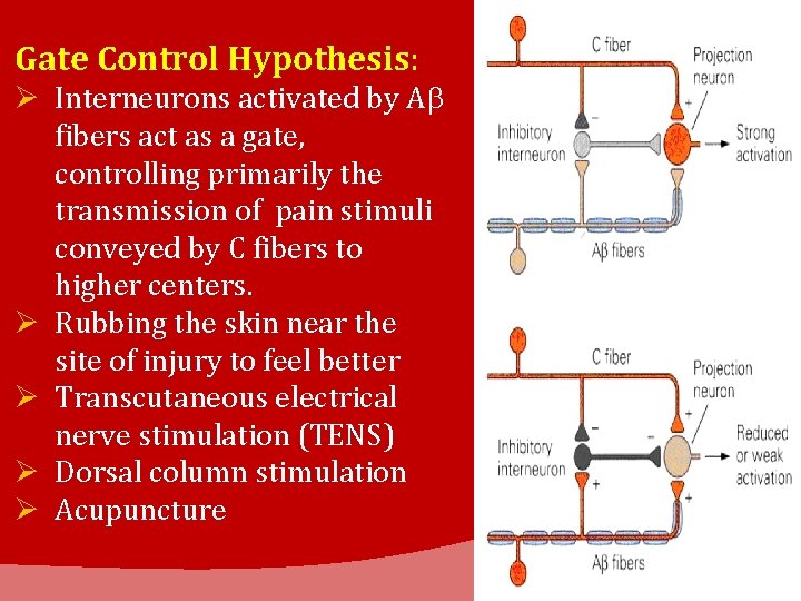 Gate Control Hypothesis: Ø Interneurons activated by Ab fibers act as a gate, controlling