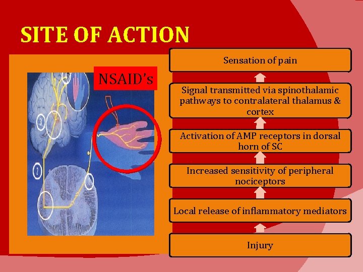 SITE OF ACTION Sensation of pain NSAID’s Signal transmitted via spinothalamic pathways to contralateral