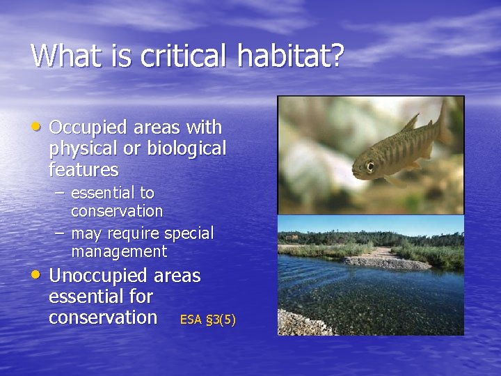 What is critical habitat? • Occupied areas with physical or biological features – essential