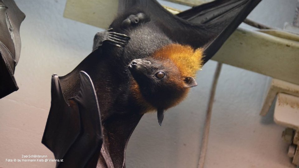 Zoo-Schönbrunn Foto © by Hermann Kolb @ Vienna. at 