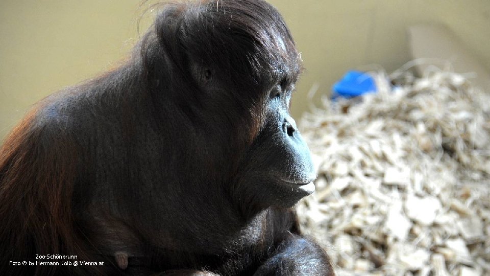 Zoo-Schönbrunn Foto © by Hermann Kolb @ Vienna. at 