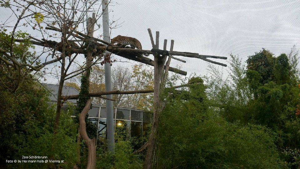 Zoo-Schönbrunn Foto © by Hermann Kolb @ Vienna. at 