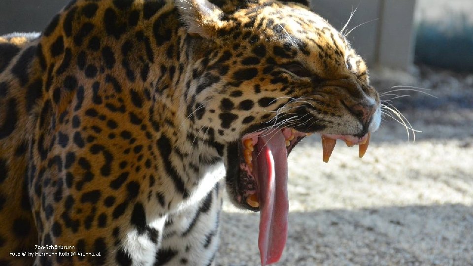 Zoo-Schönbrunn Foto © by Hermann Kolb @ Vienna. at 