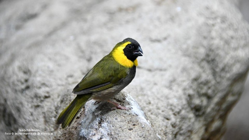 Zoo-Schönbrunn Foto © by Hermann Kolb @ Vienna. at 