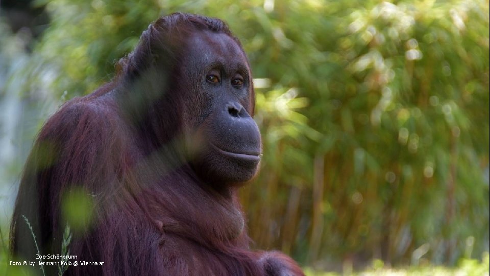 Zoo-Schönbrunn Foto © by Hermann Kolb @ Vienna. at 