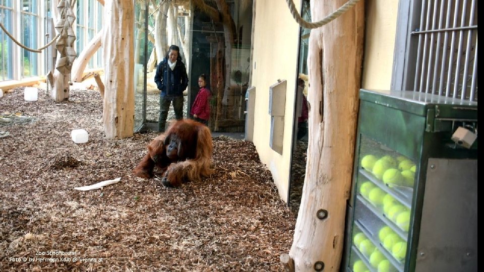 Zoo-Schönbrunn Foto © by Hermann Kolb @ Vienna. at 