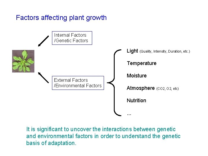 Factors affecting plant growth Internal Factors /Genetic Factors Light (Quality, Intensity, Duration, etc. )