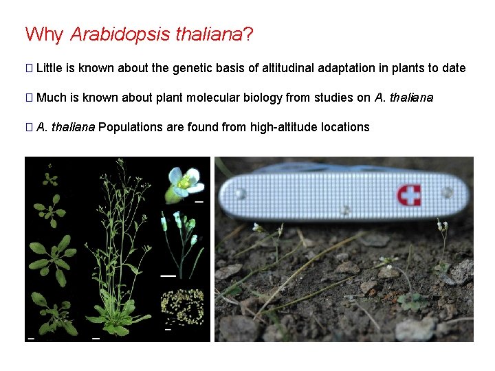 Why Arabidopsis thaliana? � Little is known about the genetic basis of altitudinal adaptation