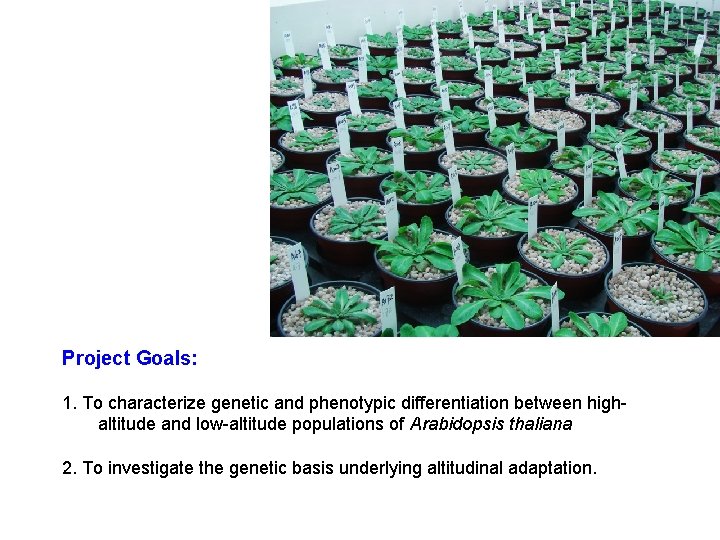 Project Goals: 1. To characterize genetic and phenotypic differentiation between highaltitude and low-altitude populations