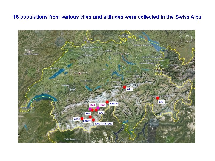 16 populations from various sites and altitudes were collected in the Swiss Alps 