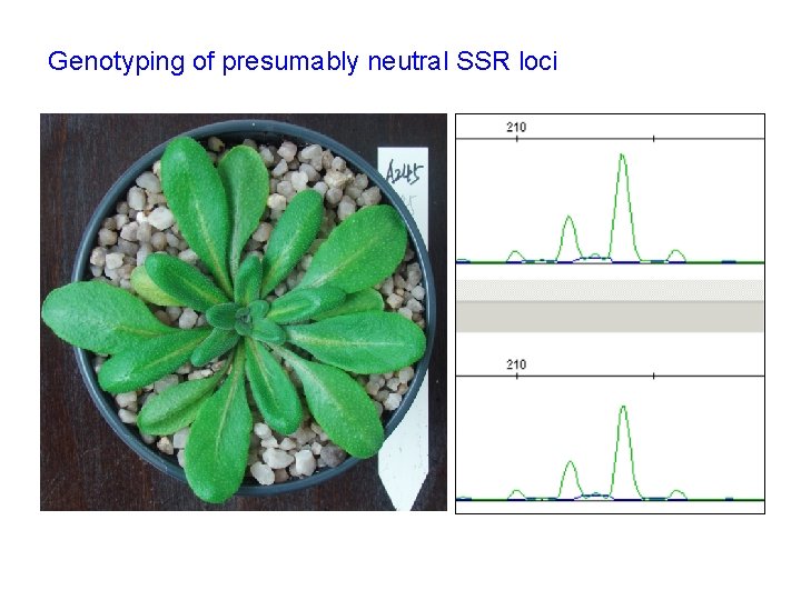 Genotyping of presumably neutral SSR loci 