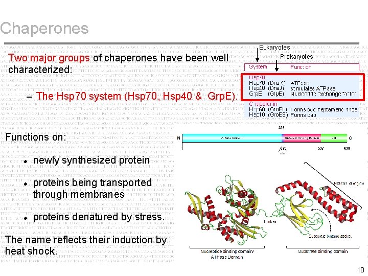 Chaperones Eukaryotes Two major groups of chaperones have been well characterized: Prokaryotes – The