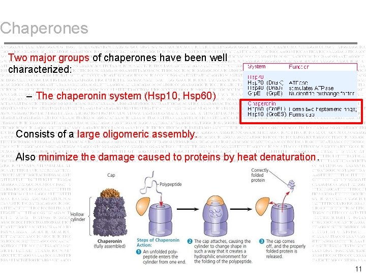 Chaperones Two major groups of chaperones have been well characterized: – The chaperonin system